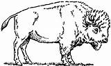 Bison Coloring Pages American sketch template