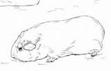 Meerschweinchen Meerschwein Malvorlagen Guinea sketch template
