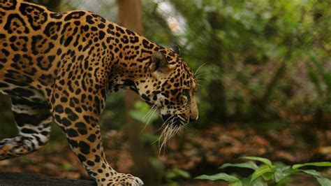 jungle animals feline jaguars wallpapers hd desktop  mobile