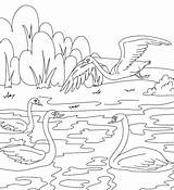 Ugly Duckling Coloring Pages Getcolorings Getdrawings sketch template