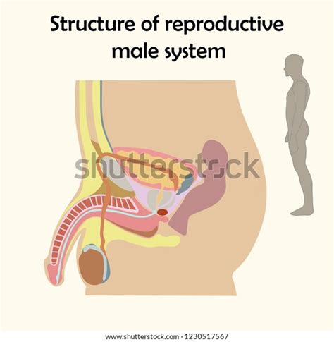 education chart biology male reproductive system stock vector royalty
