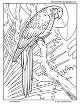 Coloring Rainforest Pages Plants Popular Macaw Animals sketch template