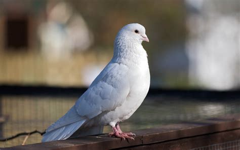 foto de una paloma blanca fotos  imagenes en fotoblog