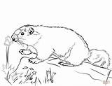 Marmota Marmotta Colorare Murmeltier Ausmalbilder Disegno Ausmalbild Marmot Zeichnen Caligata Hoary sketch template