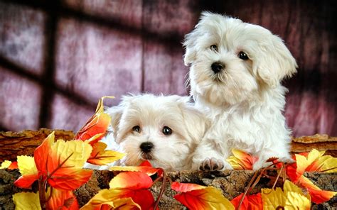 dos lindos perritos blancos jugando en el bosque cute dogs wallpaper hd high quality