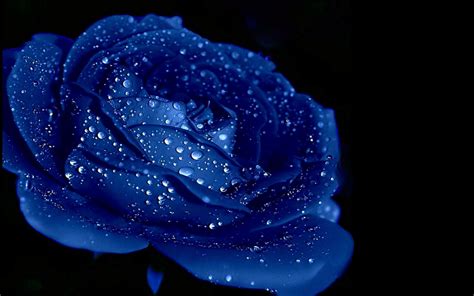 Blue Rose Wallpapers Hd Free Download