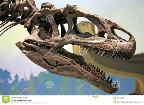Tyrannosaurus Rex Dinosaur Head Stock Image Image Of