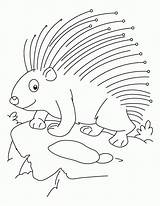 Porcupine Coloring Pages Threatened Printable Cute Animal Color Sheets Popular Library Getdrawings Getcolorings Results Template sketch template