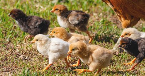how to introduce new chicks to your flock ifa s helping to grow blog