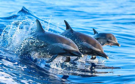 facts  dolphins worldatlas