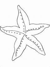 Zeester Starfish Kleurplaat Stencil Zeesterren sketch template
