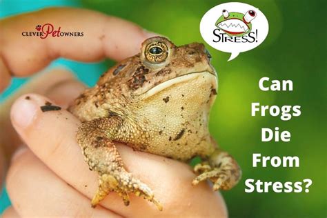 frogs die  stress clever pet owners
