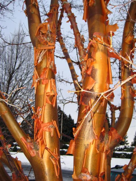 plants  winter color paperbark maple susans   garden