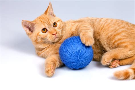 cat  ball  wool   cat