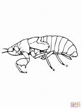 Coloring Cicada Nymph Pages Cycle Life Drawing Template Drawings Printable Silhouettes 07kb 1600px 1200 sketch template