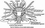 Nervous System Annelida Phylum Sandworm Features Description Central Sp Peripheral sketch template