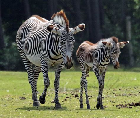 grevy zebra beekse bergen jna joan kok flickr