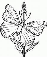 Butterfly Coloring Pages Printable Kids Colouring Schmetterling Malvorlagen Ausmalbilder Papillon Illustration Colorear Para sketch template