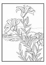 Coloring Hiroshige Flowers Cards Rsquo sketch template