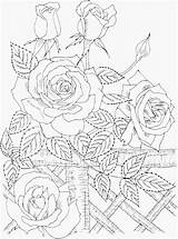 Nature Coloring Wild Beautiful Roses Pages sketch template
