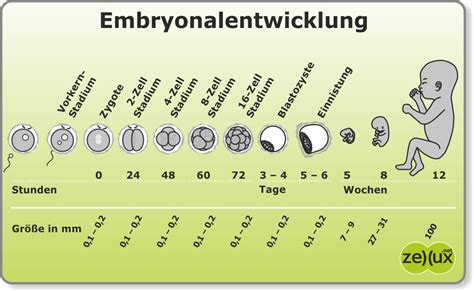 zelluxnet fruehe embryonalentwicklung