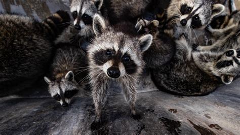 rid  raccoons   house  deck pest animal removal services