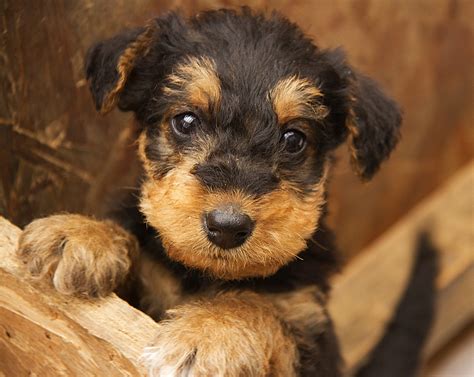 pups airedale terrier pups   weeks  marilyn peddle flickr