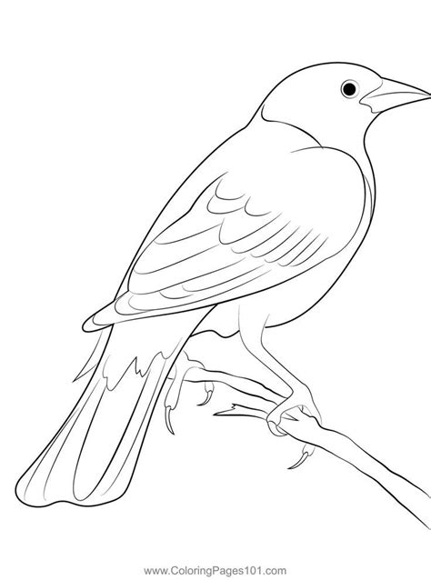 pin   world blackbirds coloring pages