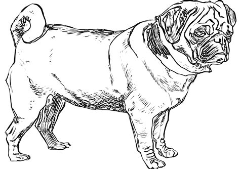 pug coloring pages coloring pages    print