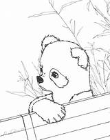 Panda Coloring Pages Cute Baby Red Realistic Printable Kids Pandas Color Print Anime Sheets Drawing Bear Animals Bamboo Adults Animal sketch template