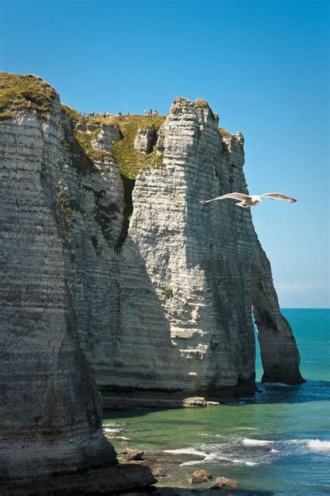 bird flying  cliffs stock image image  nature