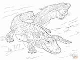 Alligatori Mississippi Disegno Alligator Crocodile Supercoloring Alligators Alligatoren Ausmalbild sketch template