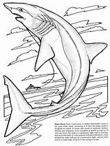Shark Coloring Pages Scary Tiger Getdrawings sketch template