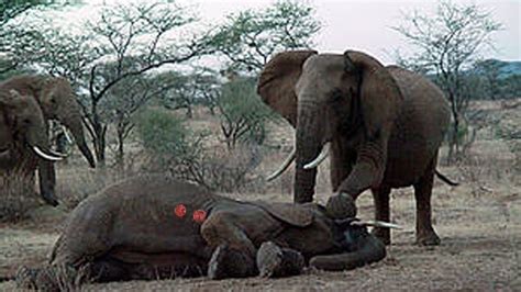 elephant  elephant wild animal fights   dead youtube
