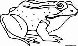 Frog Coloring Printable Pages Kids Frogs Sick Animal Clipart Print Colouring Color Library Getdrawings Clip Popular Homepage sketch template
