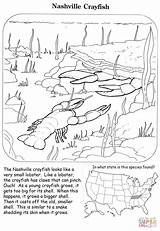 Coloring Crayfish Pages Nashville Printable sketch template