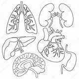 Heart Lungs Organs Coloring Human Kidneys Drawing Set Liver Brain Vector Illustration Stock Pages Getdrawings Printable Lung Depositphotos Paintingvalley Color sketch template