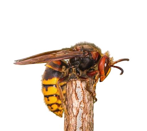 european hornet identification habits behavior vermont pest control