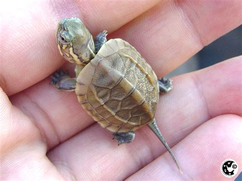 human babies    guess   baby turtles  rock