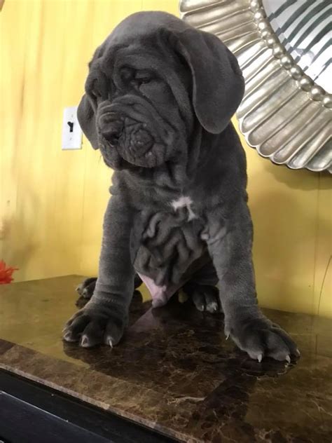 available neapolitan mastiffs purebred mastiff puppies for sale