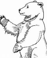 Coloring Orso Urso Colorare Bear Ursos Profilo Panda Pardo Honkingdonkey Bears Orsi Disegni Disegnare sketch template