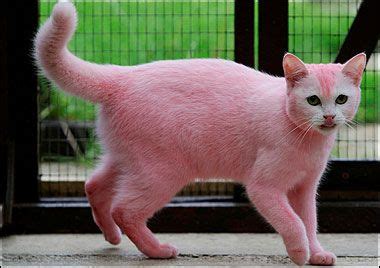 pink cat pink cat cats  kittens funny cat pictures