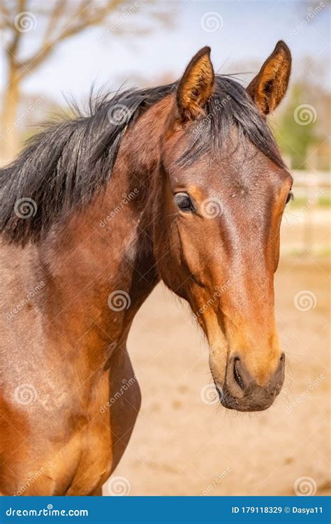 shot   beautiful young jumping horse head  front brown color