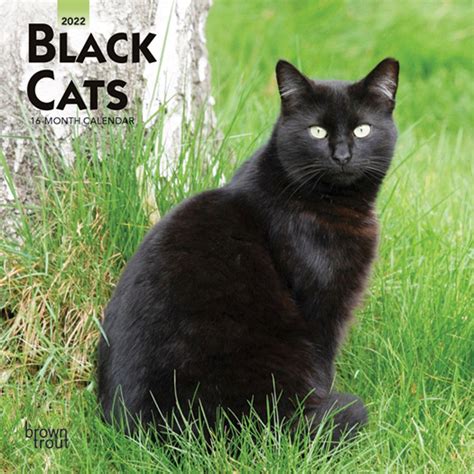 black cats 2022 mini wall calendar