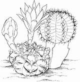Cactus Coloring Pages Printable Saguaro sketch template