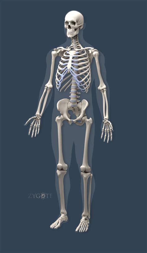 Zygote Cad 3d Male Muscular Skeletal Model Medically Accurate
