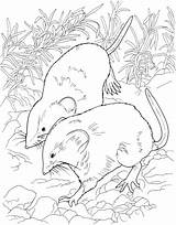 Ratinhos Ratos Ratas Categorías sketch template