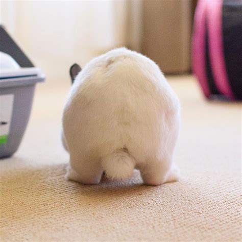 World’s Greatest Gallery Of Bunny Butts
