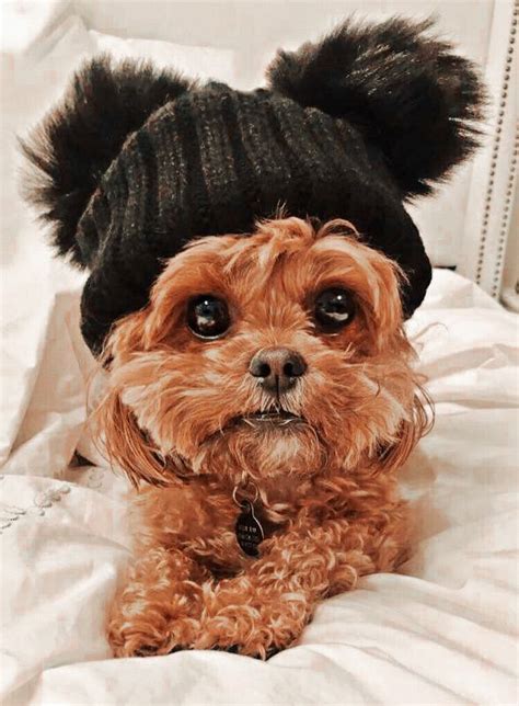 aesthetic puppy  hat pfp cute animals cute animals images cute baby animals