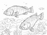 Perch Nassau Groupers Coloringbay Grouper sketch template